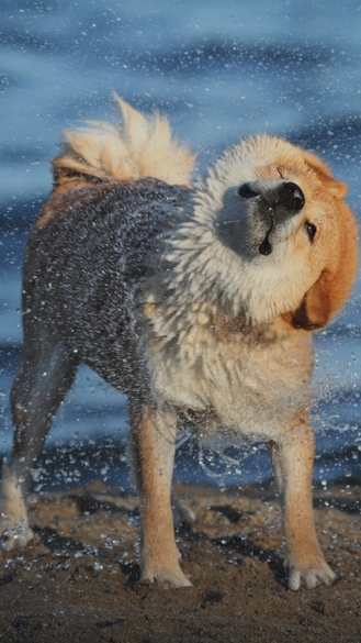 Dogecoin 應用背景